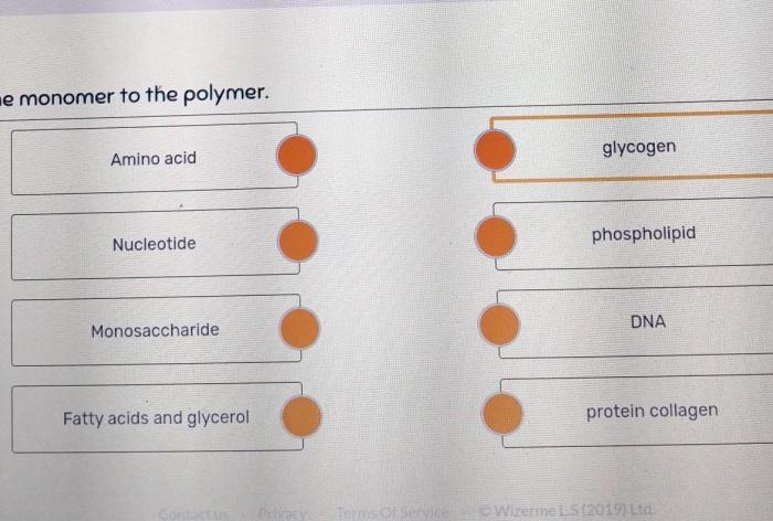 Monomers and polymers worksheet answer key