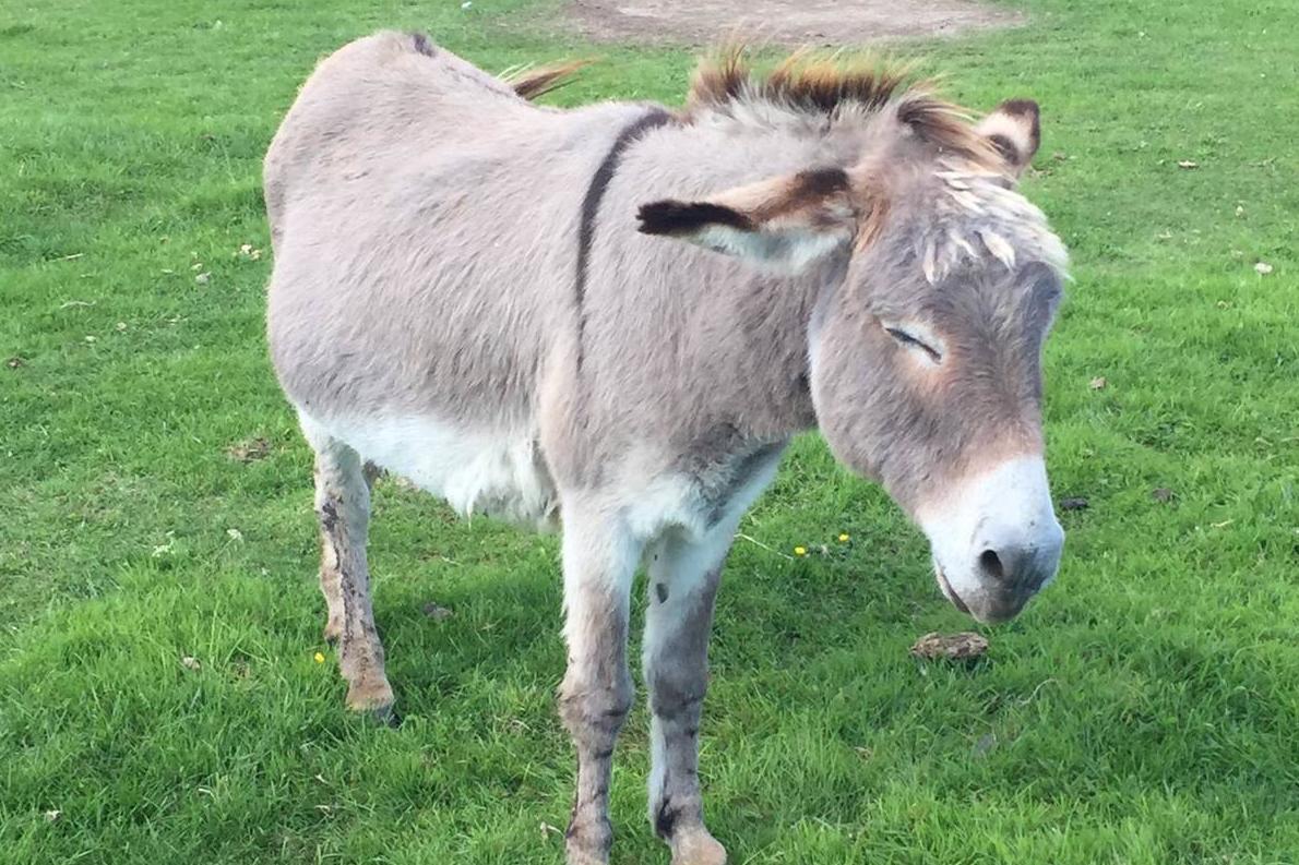 Donkey stabbed ageing rides despicable attack