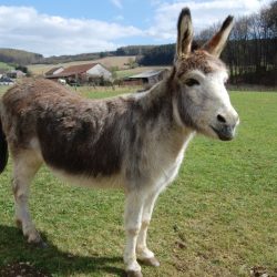 Donkey equus asinus germany apr file commons wikimedia