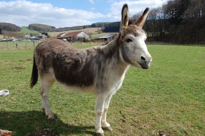 Donkey equus asinus germany apr file commons wikimedia