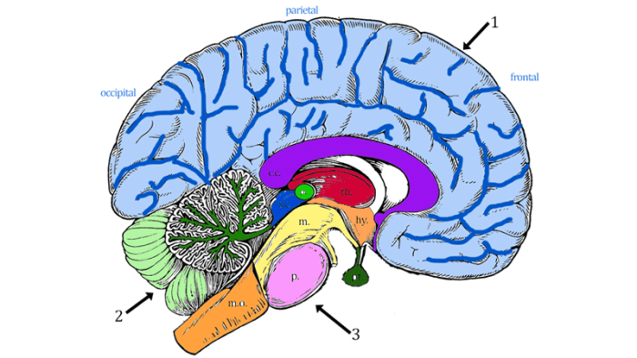 Answer biologycorner