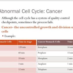 The cell cycle and cancer worksheet