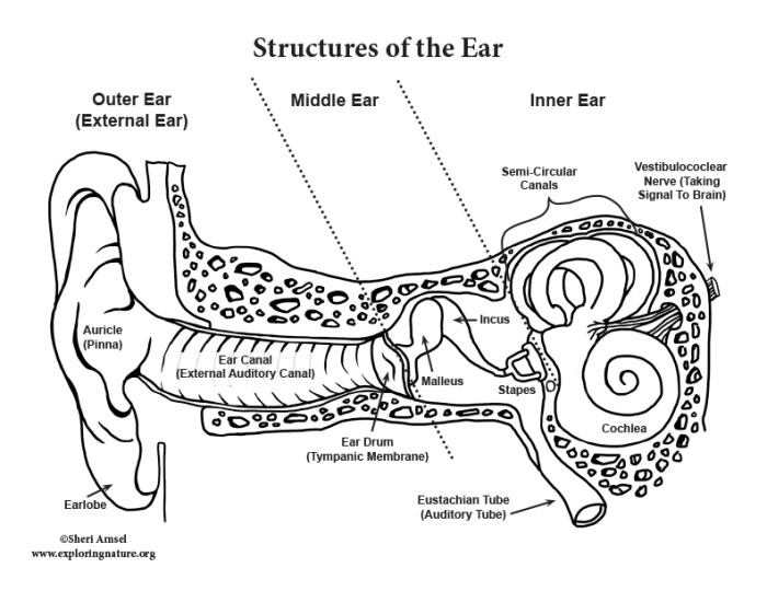 Hearing exploringnature