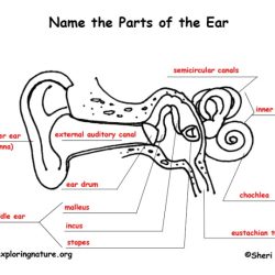 Anatomy of the ear coloring answer key