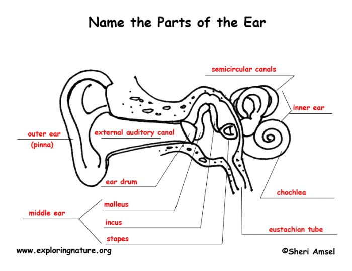 Anatomy of the ear coloring answer key