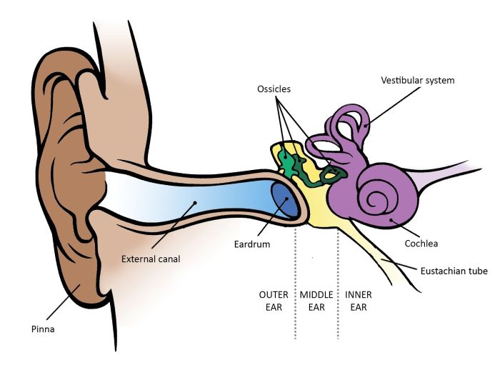 Anatomy of the ear coloring answer key