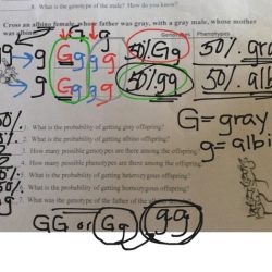 Practice monohybrid crosses answer key