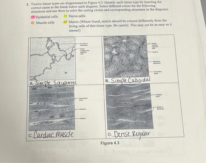 Twelve tissue types are diagrammed in figure 3 10