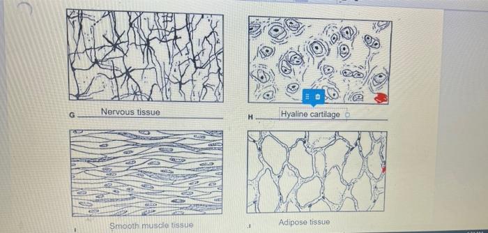 Twelve tissue types are diagrammed in figure 3 10