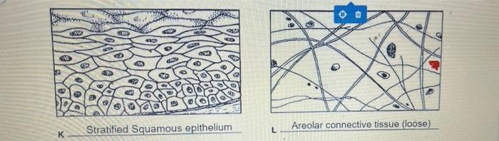 Twelve tissue types are diagrammed in figure 3 10