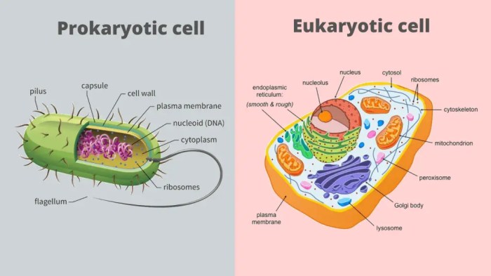 Worksheet on prokaryotic and eukaryotic cells