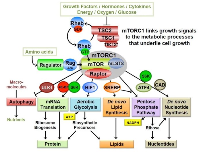 Metabolism enzymes prescriptives optimizing story yule dorothy