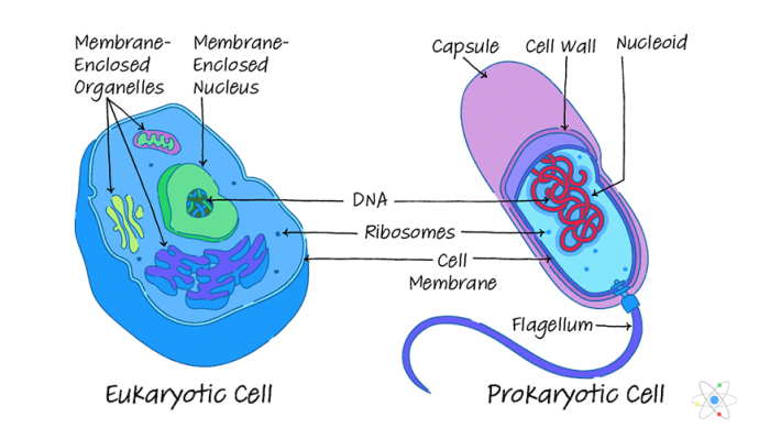 Worksheet on prokaryotic and eukaryotic cells