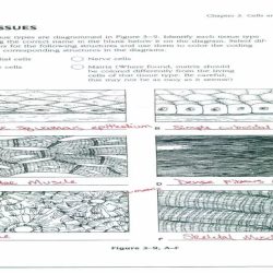 Twelve tissue types are diagrammed in figure 3 10