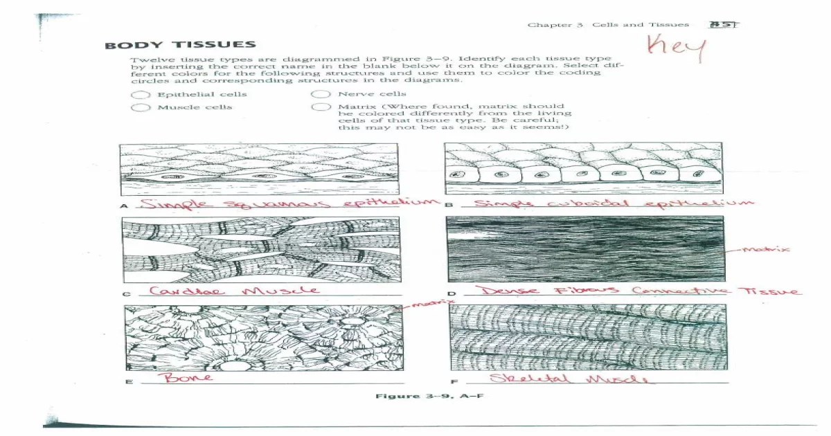 Twelve tissue types are diagrammed in figure 3 10