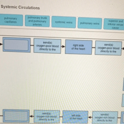 Concept map pulmonary and systemic circulations