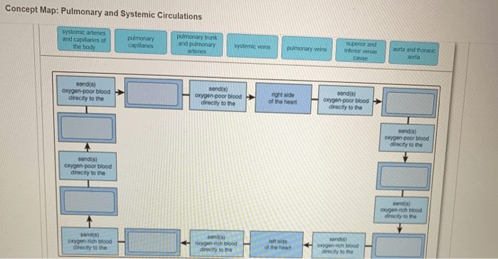 Concept map pulmonary and systemic circulations