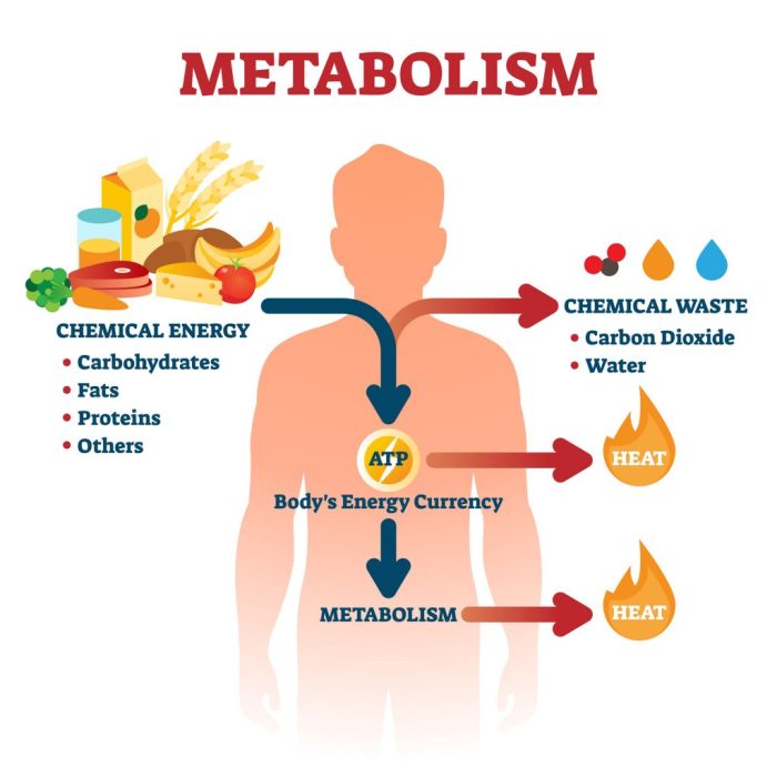 Microorganisms are involved in each of the following processes except