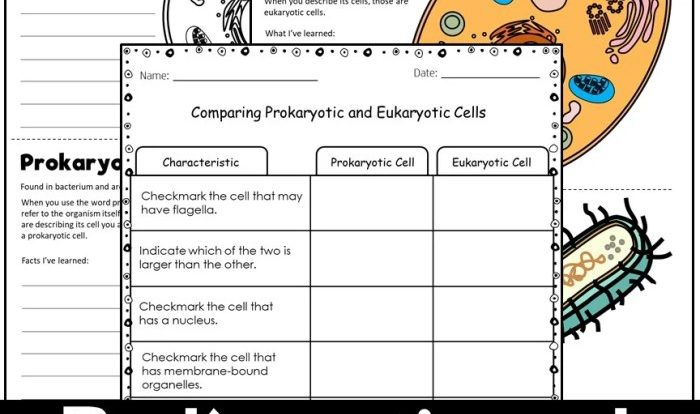 Eukaryotic prokaryotic slidesharedocs